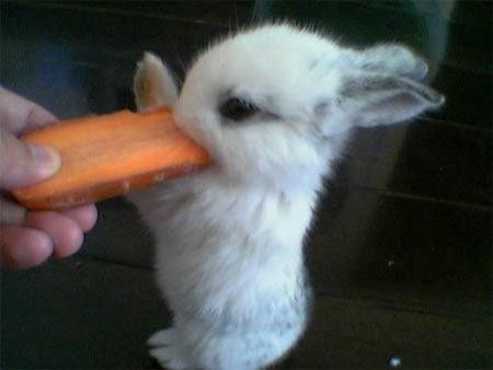 do rabbits like carrots